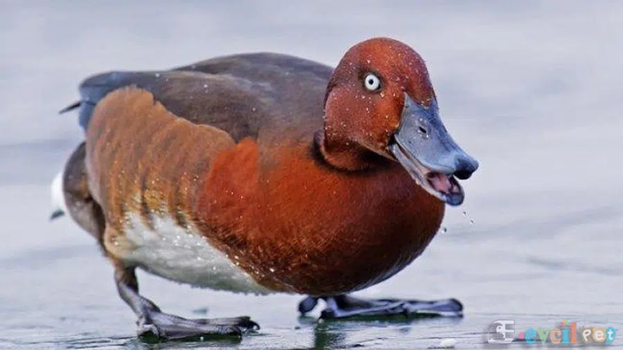 Pasbaş patka (Aythya nyroca) erkek
