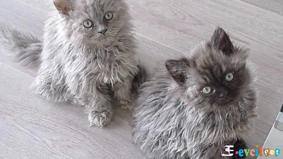 Selkirk Rex Kedisi
