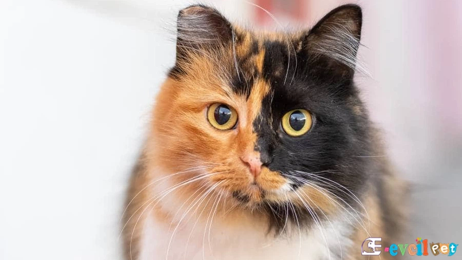 Calico (Patiska) Kedisi