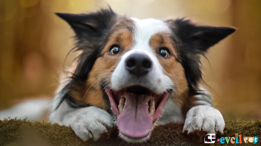 Köpek