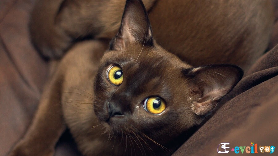 Burmese Fiziksel Özellikleri