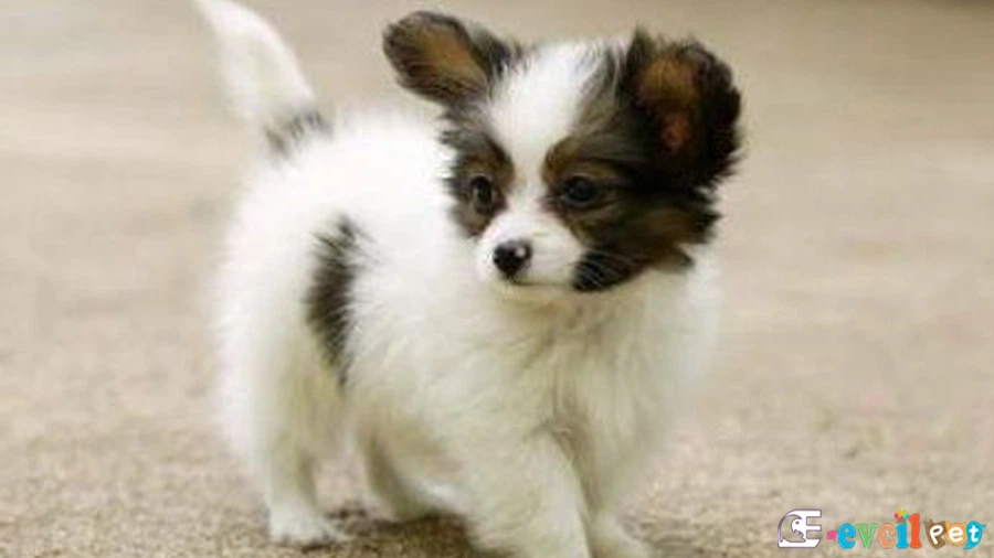 Papillon Papillon Sağlık Sorunları Hastalıkları
