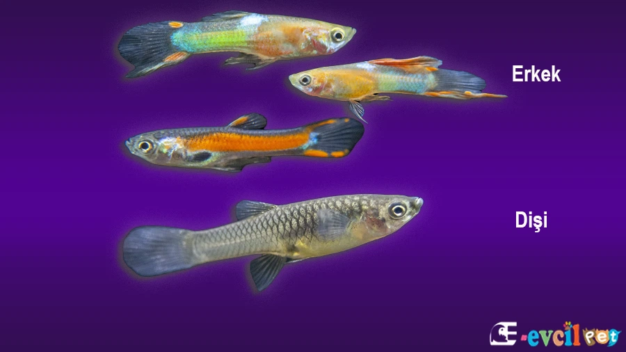 Poecilia Wingei (Endler)