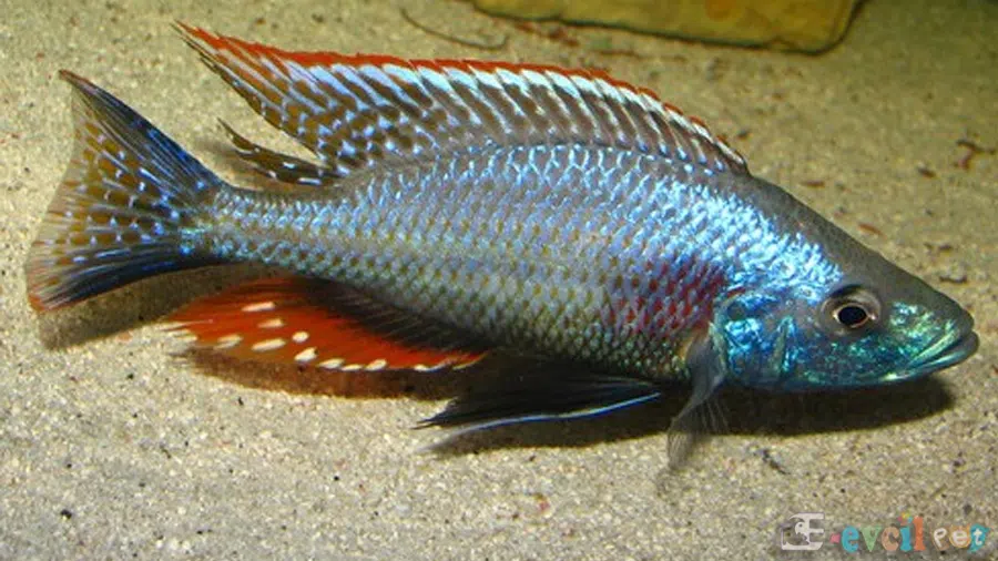 Dimidiochromis strigatus Erkek