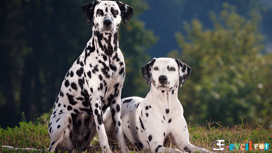 Dalmaçyalı (Dalmatian)
