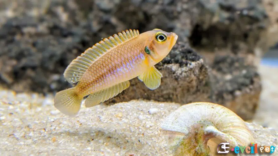 Lamprologus ocellatus (Ocellatus) Erkek