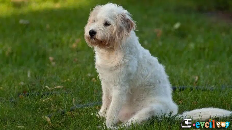 Beyaz Poogle
