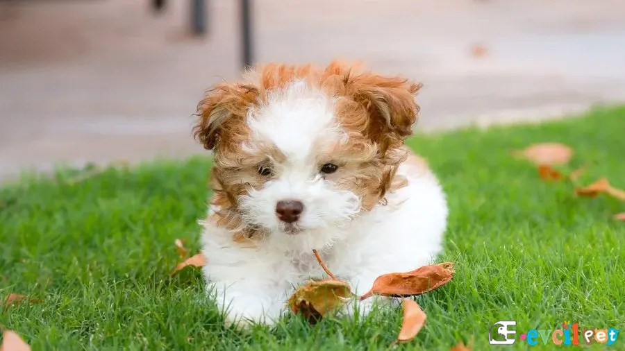 Toy Poodle Kahve Beyaz Yavru