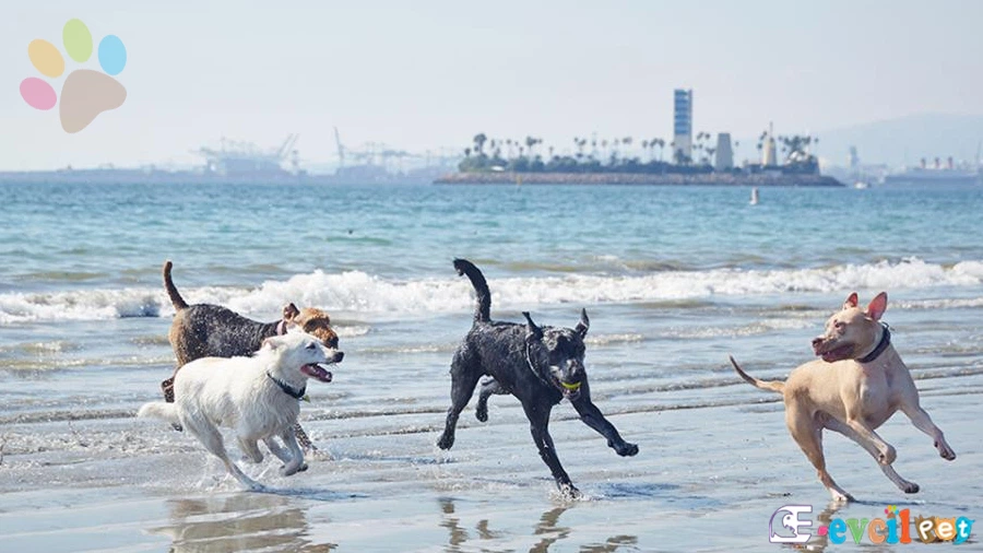 Köpekler kaç aylıkken denize girebilir?