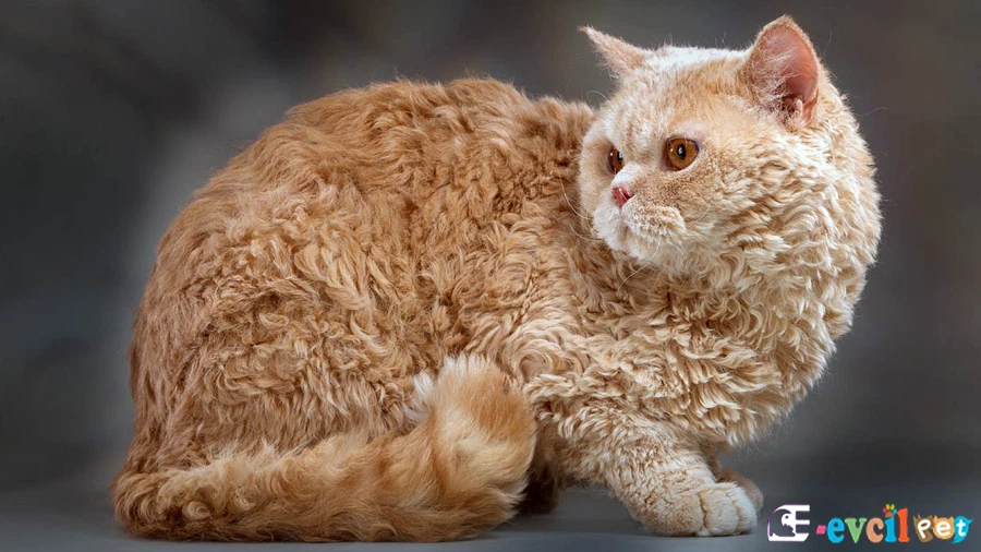 Selkirk Rex Kedisi