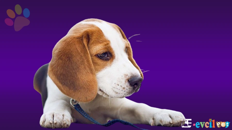 Beagle Sağlık Sorunları Hastalıkları