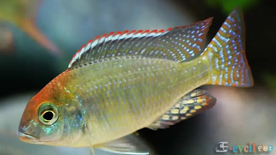 Lethrinops lunaris Akvaryumu