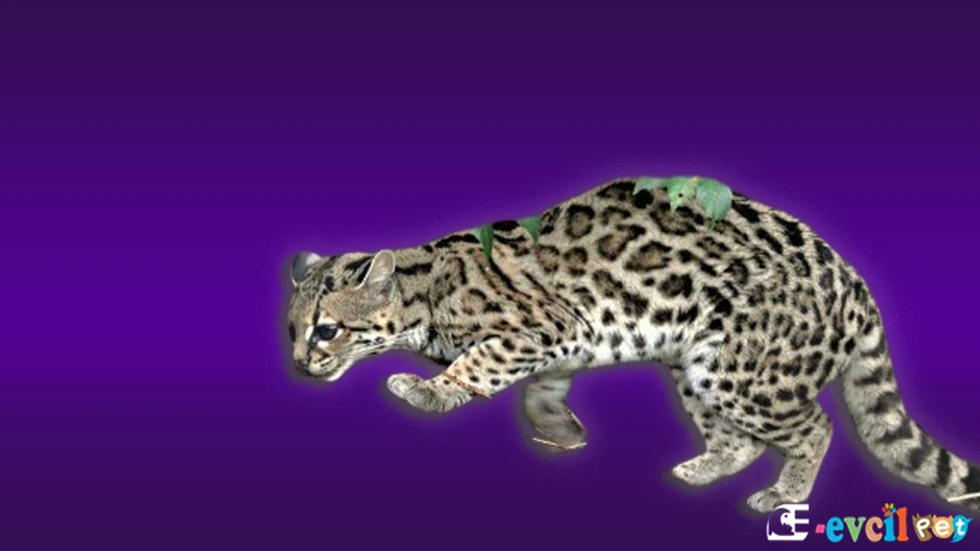 Margay Kedisi