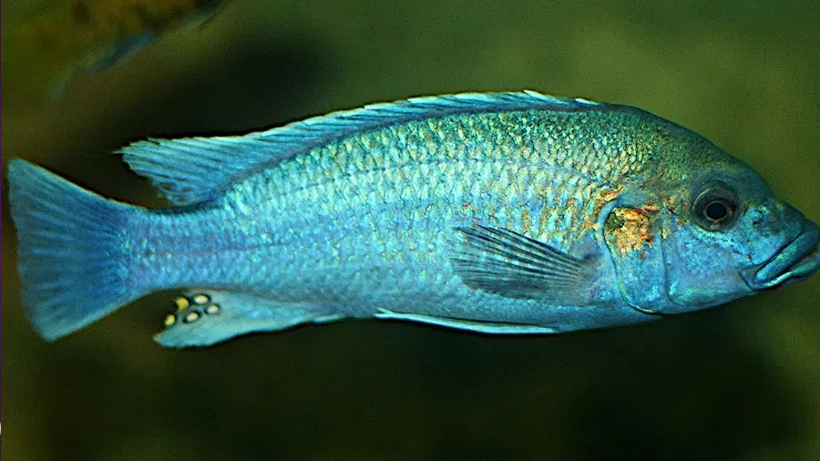 Melanochromis Lepidiadaptes Erkek