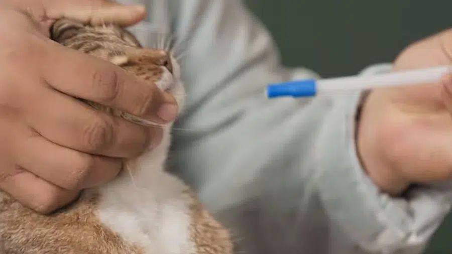 Şurup içen kedi