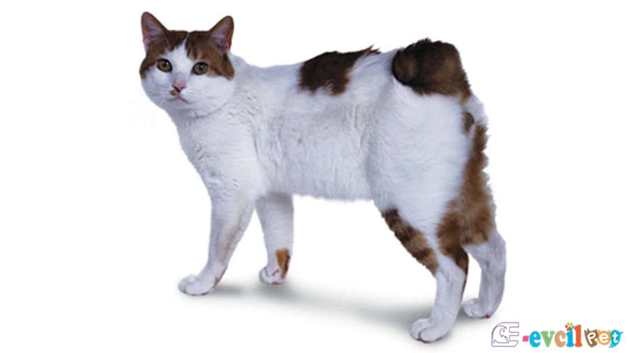 Japon Bobtail Temel Eğitimi ve Tuvalet Eğitimi