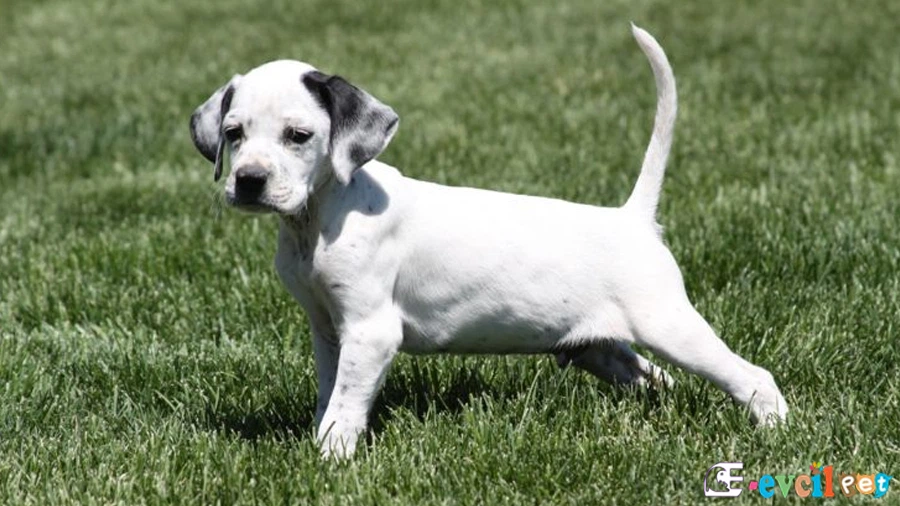 English Pointer Genetik Sağlık Sorunları Hastalıkları