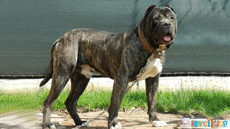 Perro de Presa Canario (Kanarya Mastiff)