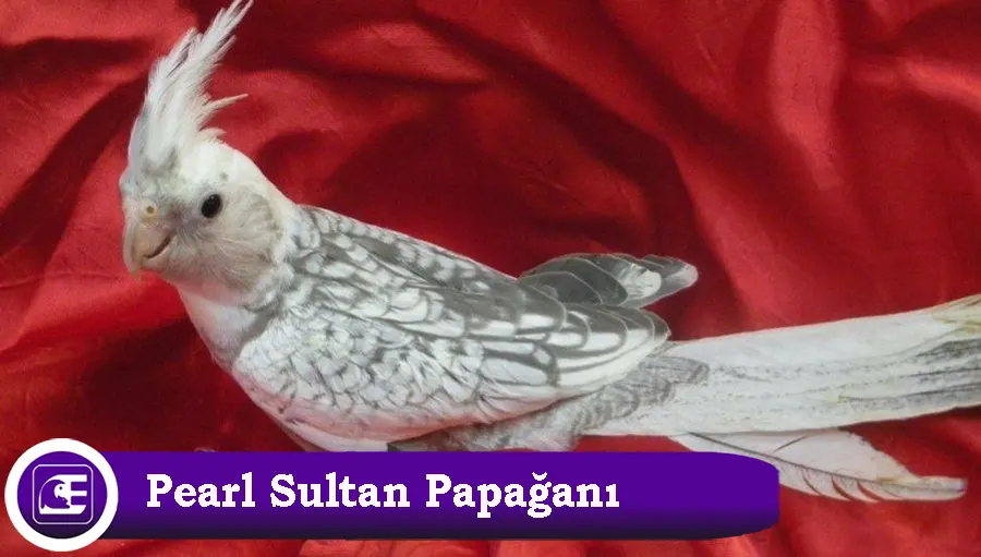 Pearl Sultan Papağanı Türü