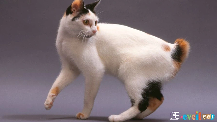 Japon Bobtail Karakter Özellikleri