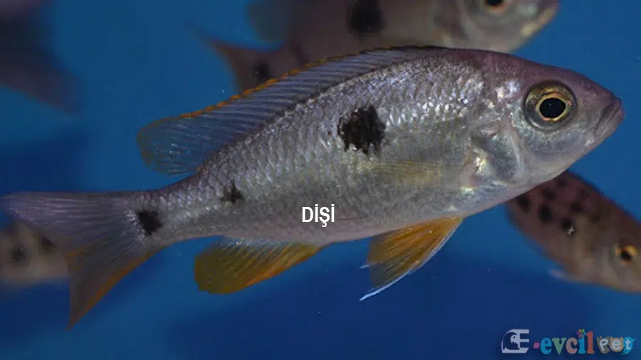 Copadichromis Mbenjii Dişi