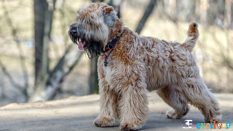 Soft Coated Wheaten Terrier Bakımı ve Beslenmesi