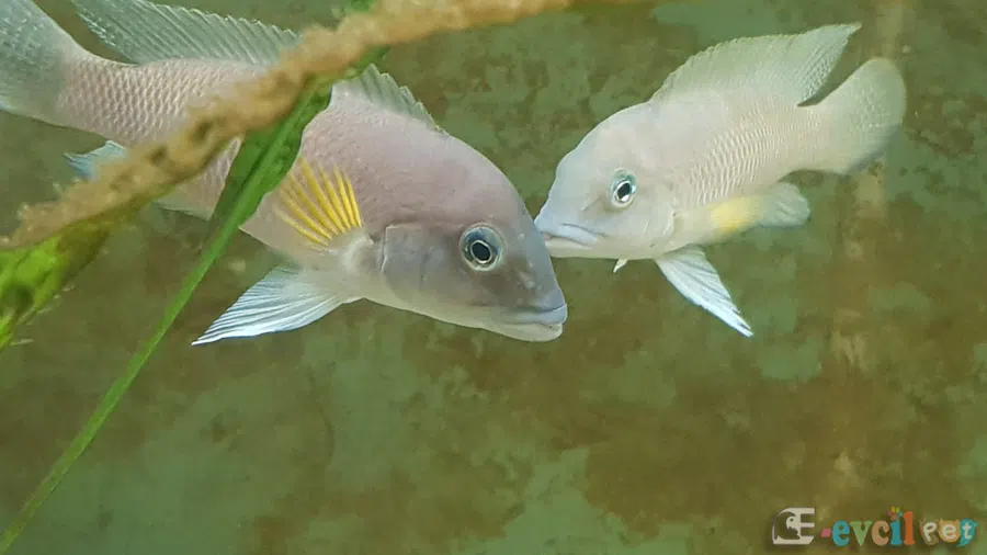 Neolamprologus Modestus Akvaryumu