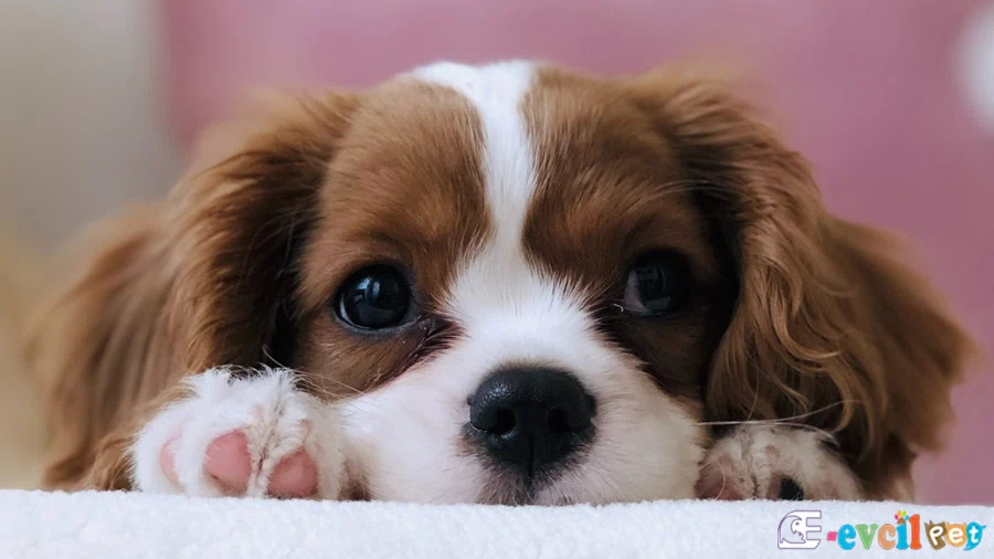 Köpek