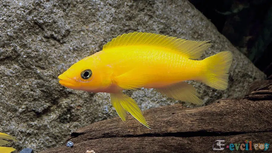 Limon Cichlid (Neolamprologus leleupi) Erkek