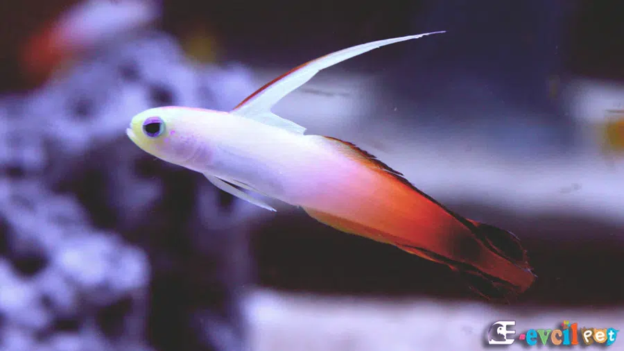 Firefish Goby Tuzlu Su Akvaryumu