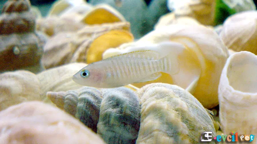 Neolamprologus multifasciatus Kabuklarla