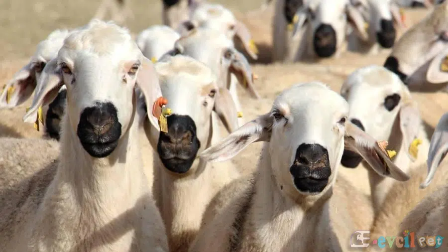 Kangal Akkaraman Koyunları