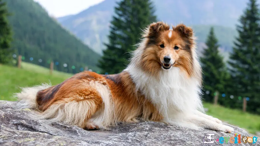 Shetland Çoban Köpeği Yatıyor