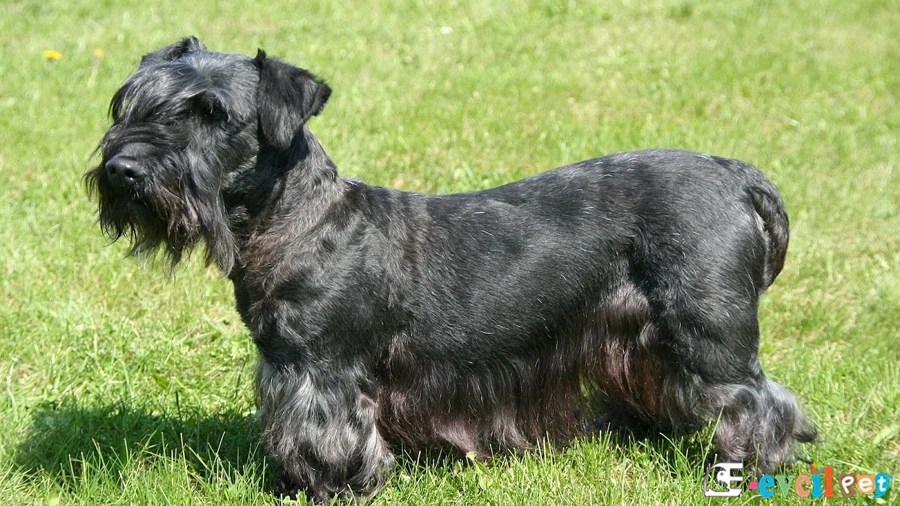 Cesky Terrier Genetik Sağlık Sorunları