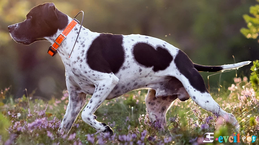 English Pointer Fiziksel Özellikleri