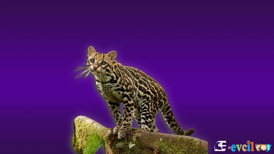 Margay Kedisi