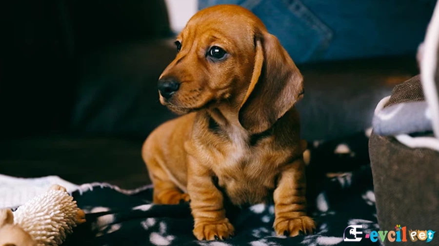 Sosis Köpek Dachshund Sosis Köpek Dachshund Sağlık Sorunları Hastalıkları