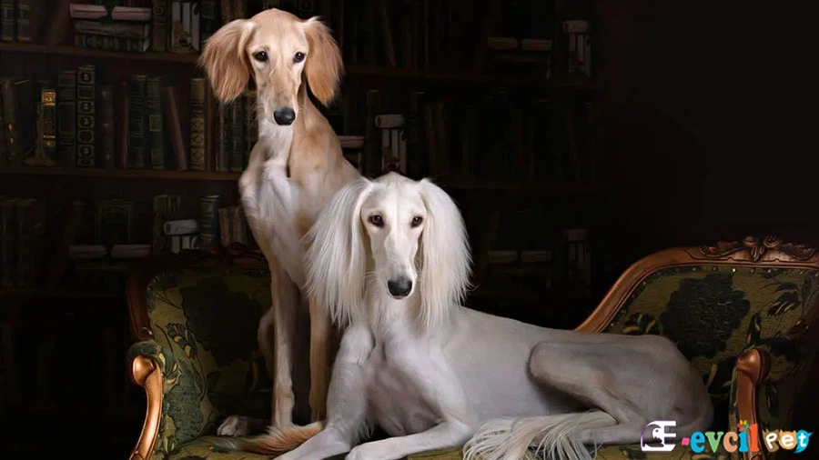 Saluki