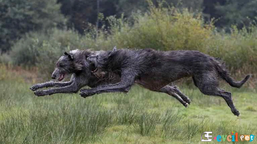 Scottish Deerhound (İskoç Geyik Tazısı)