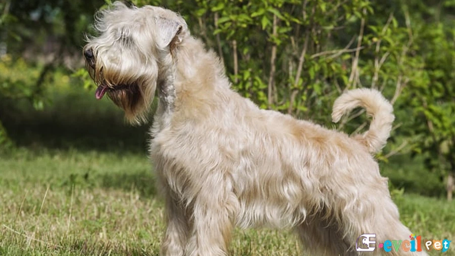 Soft Coated Wheaten Terrier Fiziksel Özellikleri