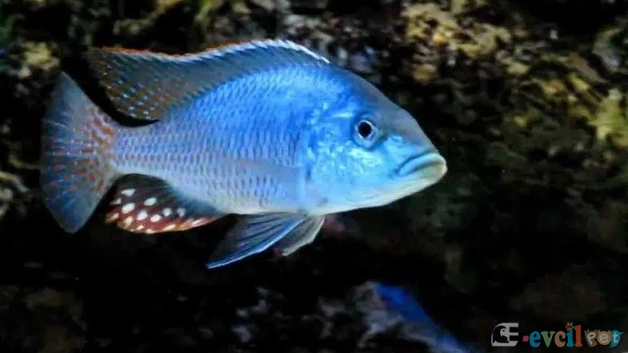 Protomelas Similis