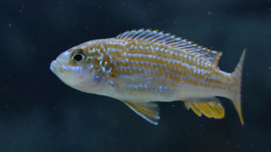Labidochromis Textilis Erkek