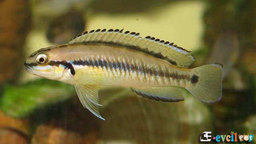 Telmatochromis vittatus Erkek