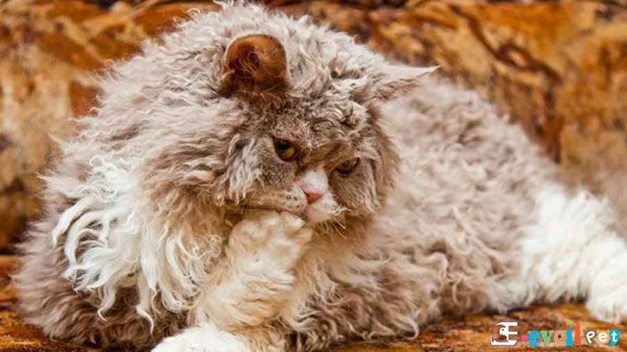 Selkirk Rex Kedisi