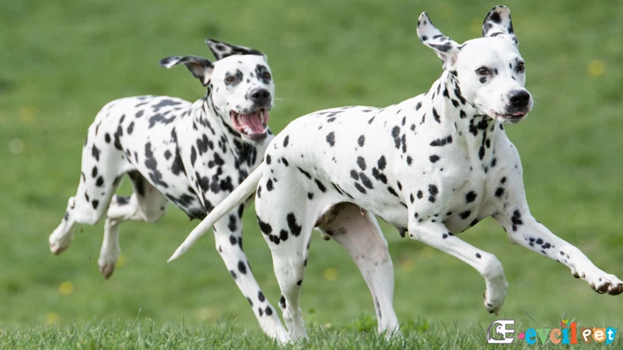 Dalmaçyalı (Dalmatian)