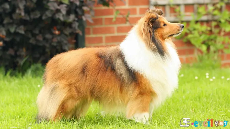 Shetland Çoban Köpeği Bahçede