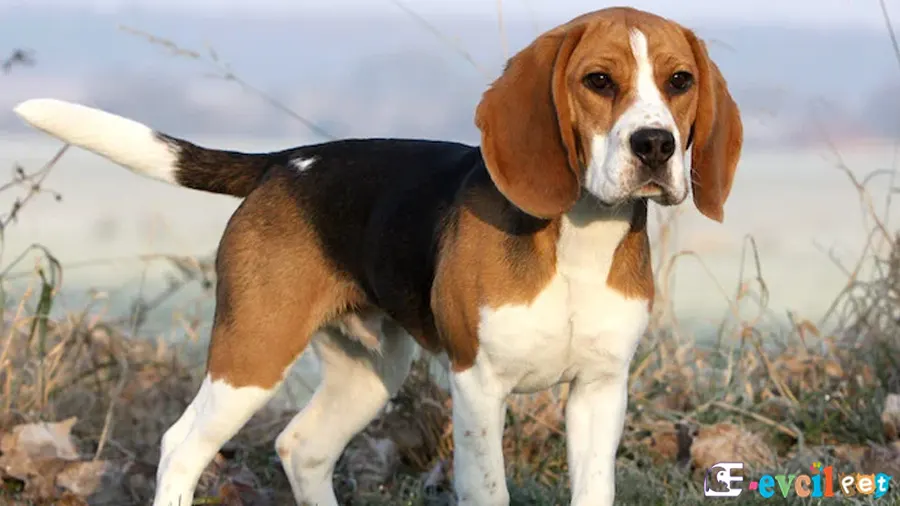 Beagle Fiziksel Özellikleri