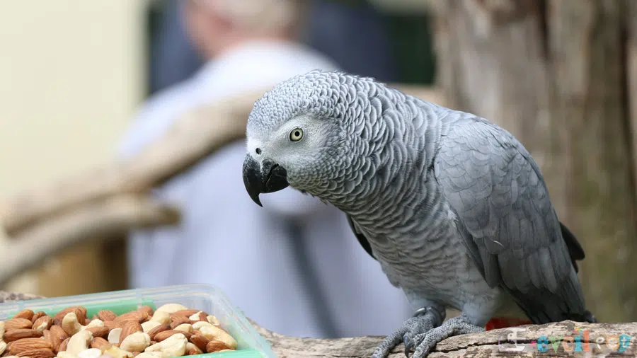 Jako Papağanı