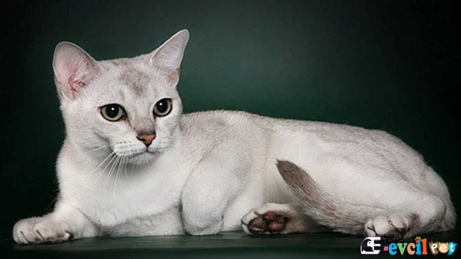 Burmilla Kedisi