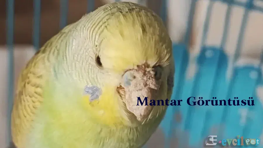 Gaga Mantarı